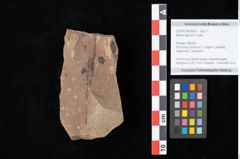 Foto (Objekt + Etikett) von Myrica lignitum Unger (NHMW-GEO-2024-0188-0660)